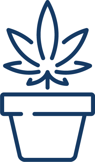 Cannabis leaf growing in pot