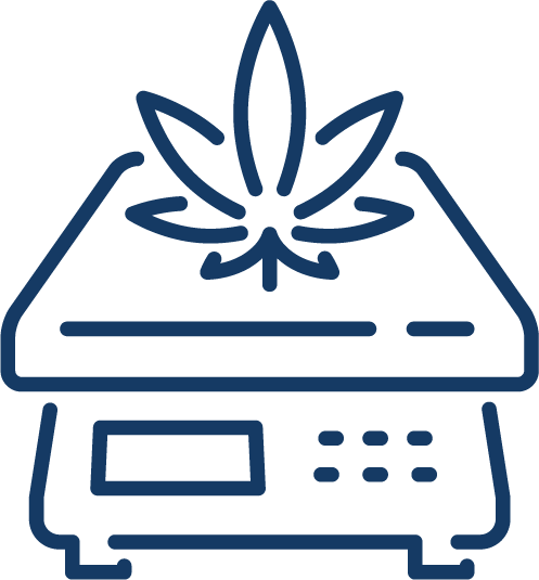 Cannabis leaf on scale
