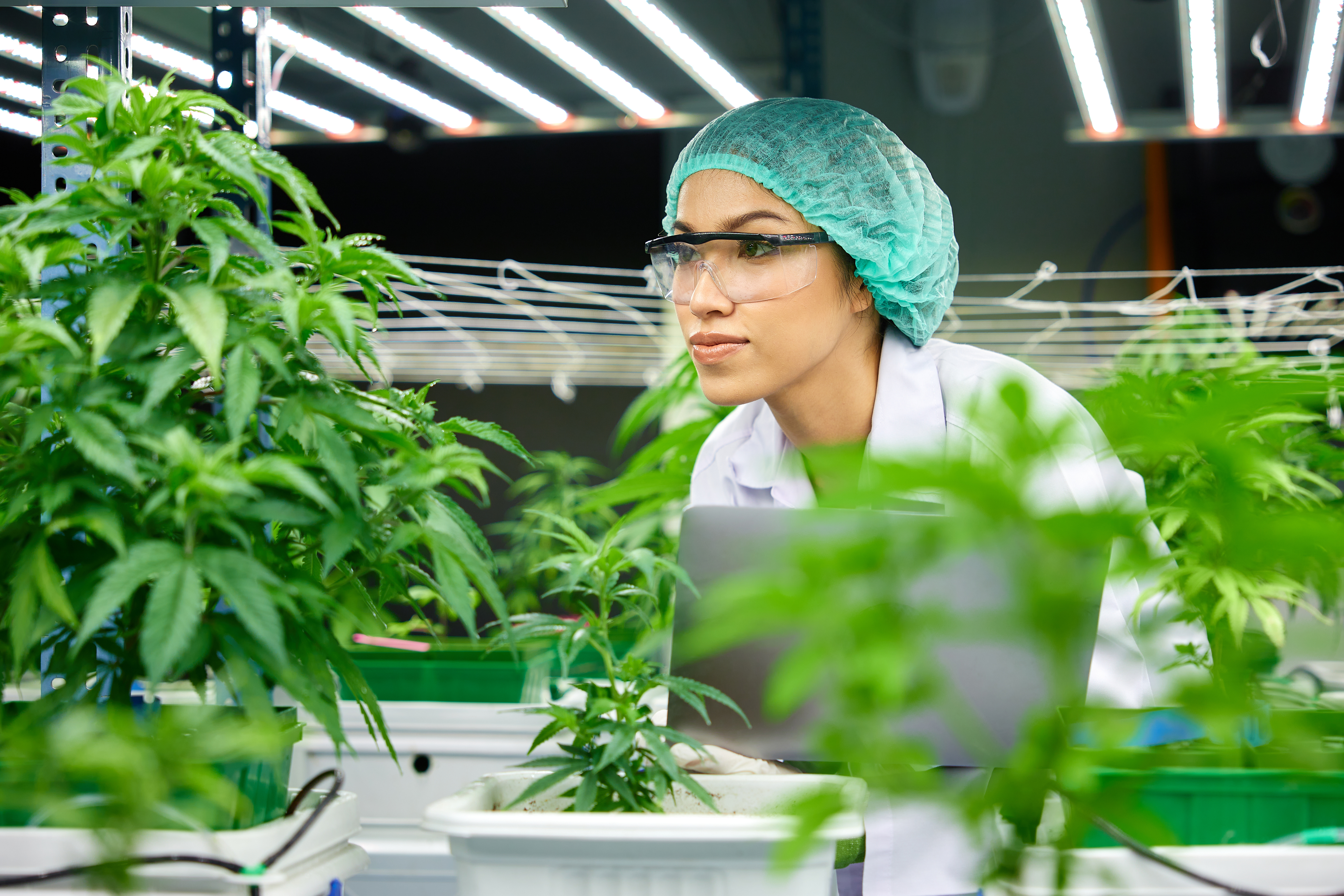 Female scientist examining cannabis plants
