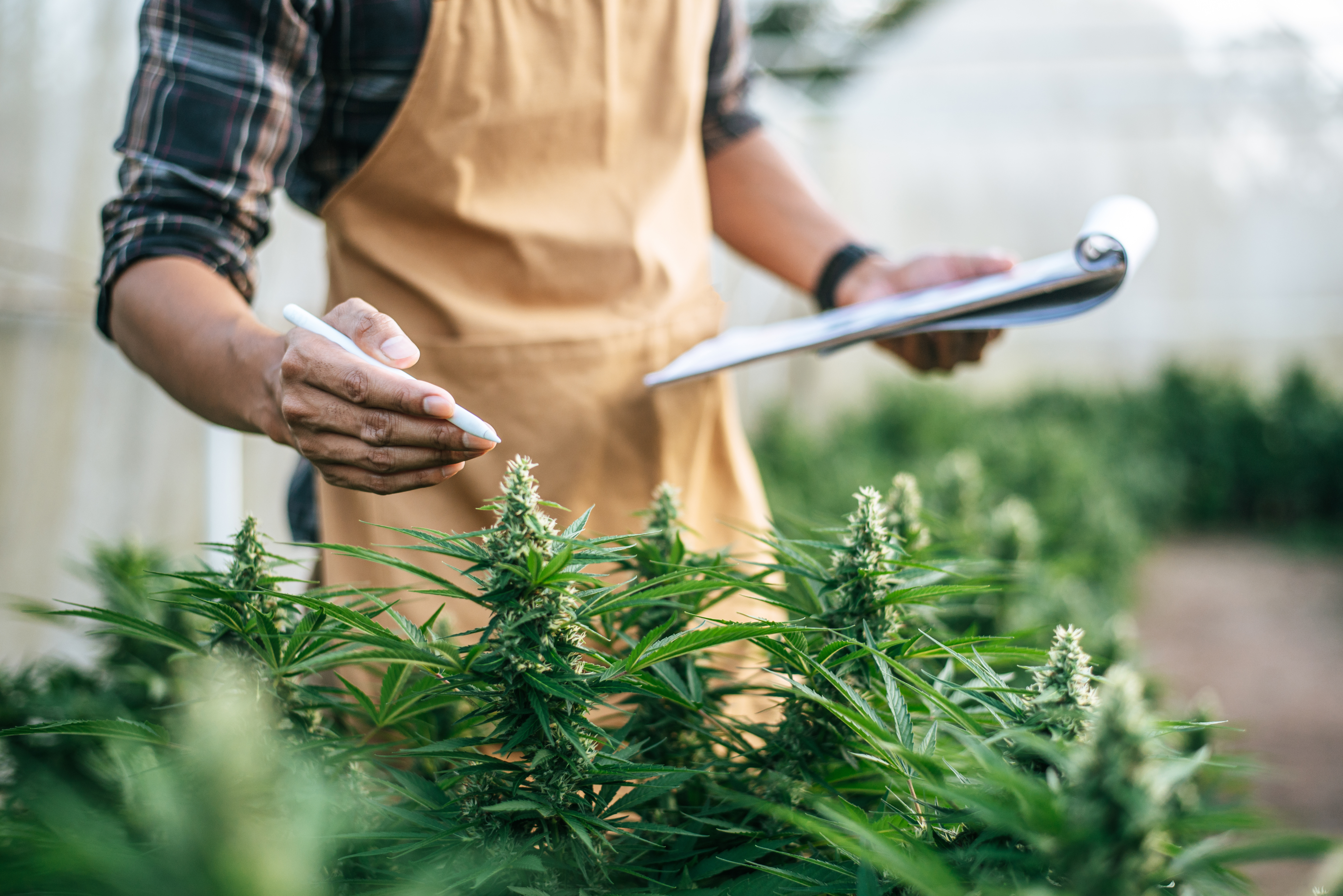 Employee examines cannabis plants.